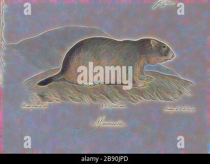 Arctomys marmotta, Print, 1700-1880, Reimagined by Gibon, design of warm cheerful glowing of brightness and light rays radiance. Classic art reinvented with a modern twist. Photography inspired by futurism, embracing dynamic energy of modern technology, movement, speed and revolutionize culture. Stock Photo