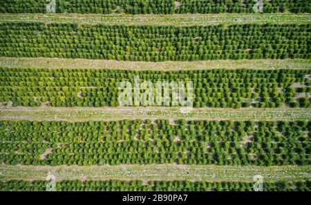 Vertical aerial view of a plantation with fir trees for the Christmas harvest Stock Photo