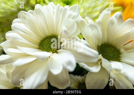 A close up view of creamy white gerbera daisy flowers in a bouquet of flowers. Stock Photo
