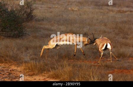 Indian Gazelle Stock Photo