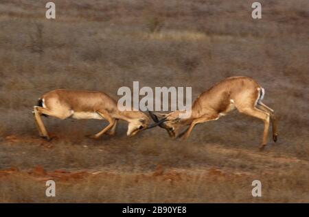 Indian Gazelle Stock Photo