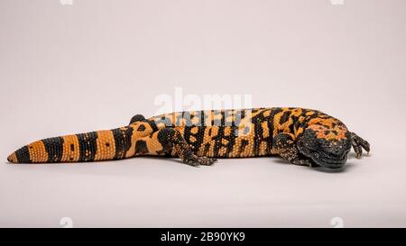 Gila Monster isolated on a White Background Stock Photo