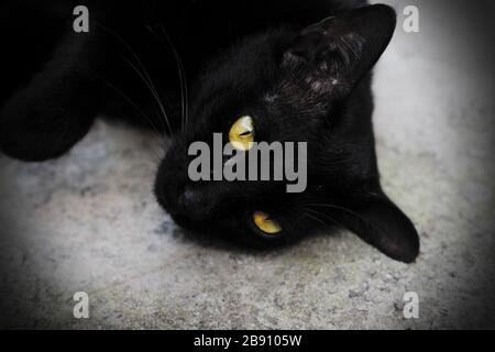 Black cat with bright yellow eyes laying on partially shaded ground . Stock Photo
