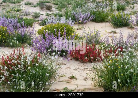 After a rare rainy season in the Negev Desert, Israel, an abundance of wildflowers sprout out and bloom. Photographed at the Lotz Cisterns in The Nege Stock Photo