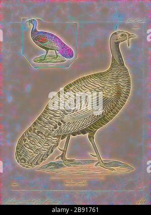 Meleagris Ocellata Print The Ocellated Turkey Meleagris Ocellata Is A Species Of Turkey Residing Primarily In