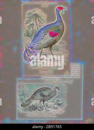 Meleagris Ocellata Print The Ocellated Turkey Meleagris Ocellata Is A Species Of Turkey Residing Primarily In