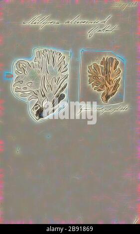Millepora alcicornis, Print, Millepora alcicornis, or sea ginger, is a ...