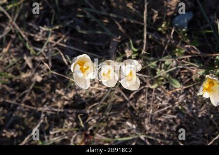 Wild Mountain Crocus. Spring Primrose. Early Flower. Beautiful Natural 