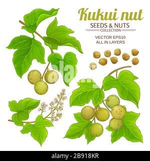 kukui vector set on white background Stock Vector