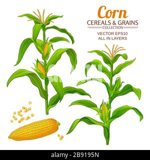 corn vector set on white background Stock Vector