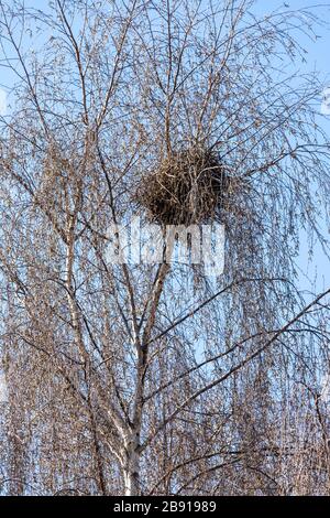 A magpie's nest in a silver birch tree in suburban Gloucester UK Stock Photo