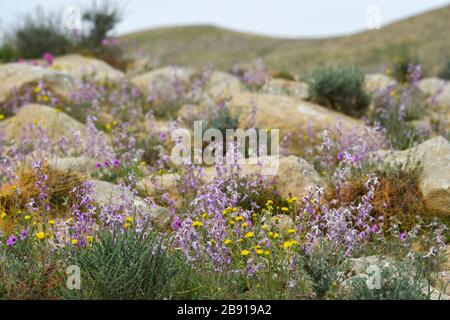 After a rare rainy season in the Negev Desert, Israel, an abundance of wildflowers sprout out and bloom. Photographed at the Lotz Cisterns in The Nege Stock Photo