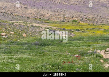 After a rare rainy season in the Negev Desert, Israel, an abundance of wildflowers sprout out and bloom. Photographed at the Lotz Cisterns in The Nege Stock Photo