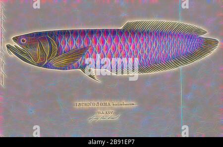 Osteoglossum bicirrhosum, Print, The silver arowana (Osteoglossum bicirrhosum), sometimes spelled arawana, is a South American freshwater bony fish of the family Osteoglossidae. Silver arowanas are sometimes kept in aquariums, but they are predatory and require a very large tank., 1829, Reimagined by Gibon, design of warm cheerful glowing of brightness and light rays radiance. Classic art reinvented with a modern twist. Photography inspired by futurism, embracing dynamic energy of modern technology, movement, speed and revolutionize culture. Stock Photo