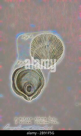 Ostrea flabellum, Print, Ostrea is a genus of edible oysters, marine bivalve mollusks in the family Ostreidae, the oysters., Reimagined by Gibon, design of warm cheerful glowing of brightness and light rays radiance. Classic art reinvented with a modern twist. Photography inspired by futurism, embracing dynamic energy of modern technology, movement, speed and revolutionize culture. Stock Photo
