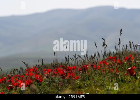 Ranunculus asiaticus, the Persian buttercup, is a species of buttercup (Ranunculus) native to the eastern Mediterranean region in southwestern Asia, s Stock Photo