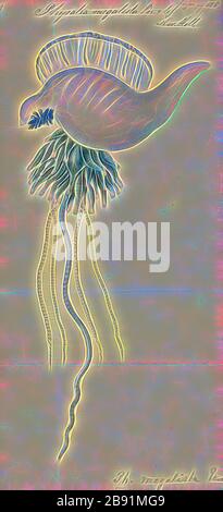 Blue bottle jellyfish, Pacific Man O War, washed up on the sandy Bondi ...