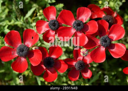 Ranunculus asiaticus, the Persian buttercup, is a species of buttercup (Ranunculus) native to the eastern Mediterranean region in southwestern Asia, s Stock Photo