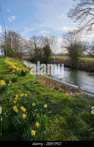 Daffodil, (Narcissus pseudonarcissus), flowering along side  Driffield Navigation Canal,East Yorkshire,  England, UK, GB. Stock Photo