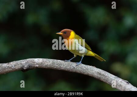 A male Rufous-headed Tanager (Hemithraupis ruficapilla) from SE Brazil Stock Photo