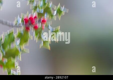 Creative image of festive and colourful holly for Christmas time. UK Stock Photo