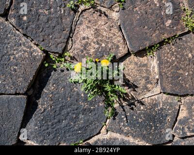 Dandelions grow on a wall in spring Stock Photo