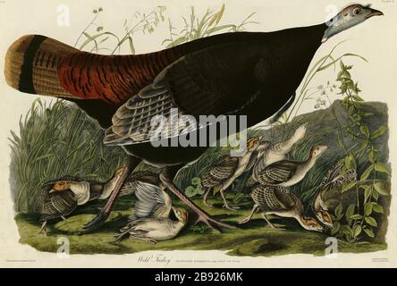 Plate 6 Wild Turkey with young, from The Birds of America folio (1827–1839) by John James Audubon - Very high resolution and quality edited image Stock Photo