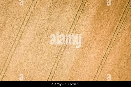 Wheat field. Full frame, abstract, birds eye aerial drone view looking directly down onto a field of wheat with tractor marks creating a repeating pat Stock Photo