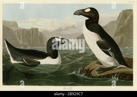 Plate 341 Great Auk, from The Birds of America folio (1827–1839) by John James Audubon - Very high resolution and quality edited image Stock Photo