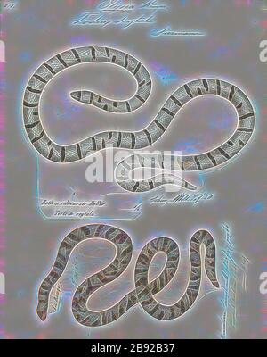 Stock photo of Coral pipe snake (Anilius scytale) Iwokrama, Guyana.  Available for sale on