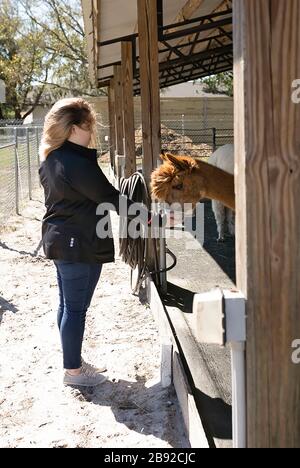 Young woman hand feeding brown Suri alpaca in barn at alpaca farm Stock Photo