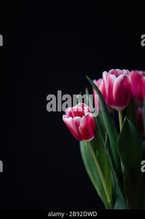 Bouquet of pink tulips edged in white against a black background. Stock Photo