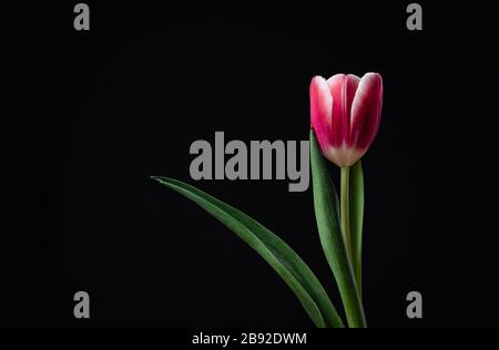 Isolated single pink tulip edged in white against black background. Stock Photo