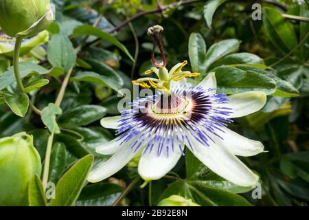 Passion Flower (Passifloraceae) in full bloom Stock Photo
