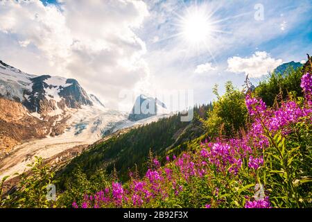 The Spires, glacier, and fireweed with sunflare in Bugaboo Provincial Park, British Columbia, Canada Stock Photo