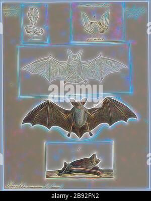 Vespertilio murinus, Print, The parti-coloured bat or rearmouse (Vespertilio murinus) is a species of vesper bat that lives in temperate Eurasia., 1700-1880, Reimagined by Gibon, design of warm cheerful glowing of brightness and light rays radiance. Classic art reinvented with a modern twist. Photography inspired by futurism, embracing dynamic energy of modern technology, movement, speed and revolutionize culture. Stock Photo