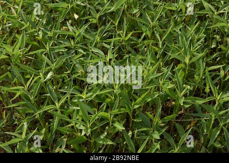 Helianthus tuberosus green fresh leaves Stock Photo