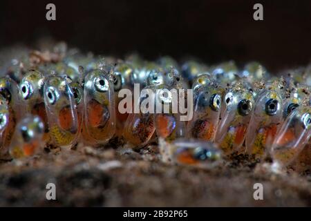 New generation of anemone fish. Underwater macro photography from Anilao, Philippines Stock Photo