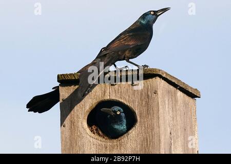 Common Grackles in nesting box Stock Photo - Alamy
