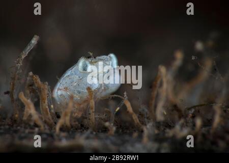 Megalopa The Final Larval Stage In Decapod Crustaceans Size 2mm Underwater Macro Photography From Tulamben Bali Indonesia Stock Photo Alamy