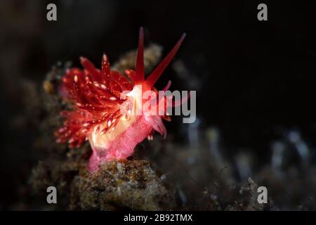 Nudibranch Trinchesia sibogae.  Underwater macro photography from Tulamben, Bali,  Indonesia Stock Photo