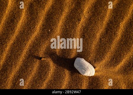 Shell and ripples in the sand at Talacre on the North Wales coast Stock Photo