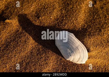 Shell and ripples in the sand at Talacre on the North Wales coast Stock Photo