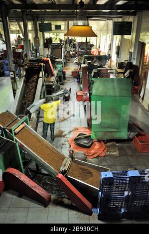 Sri Lanka, Nuwara Eliya, Damro tea factory, tea processing Stock Photo