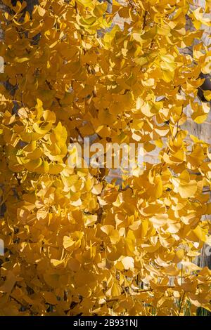 Yellow leaves in the sutumn Stock Photo - Alamy