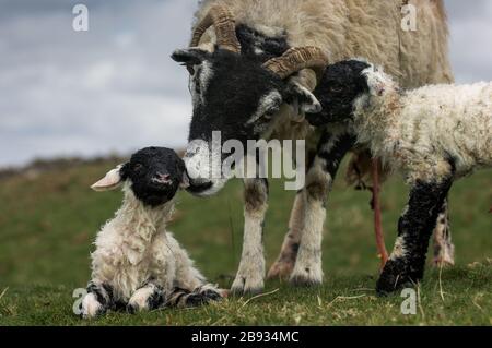 Swaledale ewe cleaning newborn twin lambs in an upland pasture, Cumbria, UK. Stock Photo