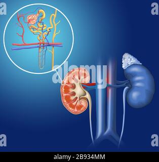 3D Illustration of the structure of a nephron, the basic structural and functional unit of the kidney Stock Photo