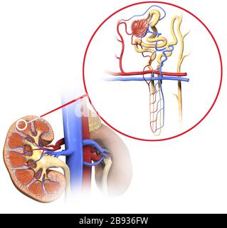 3D Illustration of the structure of a nephron, the basic structural and functional unit of the kidney Stock Photo