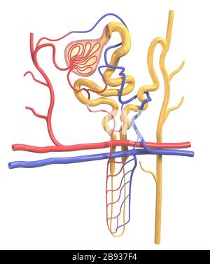 3D Illustration of the structure of a nephron, the basic structural and functional unit of the kidney Stock Photo