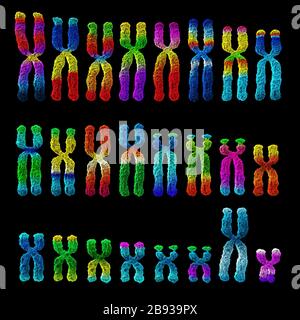 3D illustration (karyogram) of human chromosomes of a man Stock Photo